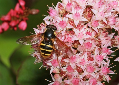 Sericomyia silentis, hoverfly, male, Alan Prowse